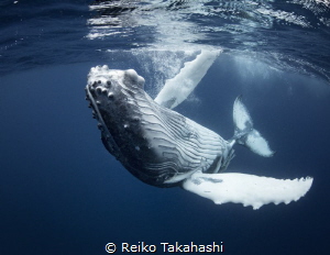 I encountered this baby humpback in Tonga , this year. I ... by Reiko Takahashi 